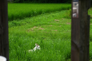 山田せつ子&倉田翠ダンス公演シロヤギ　ト　クロヤギ